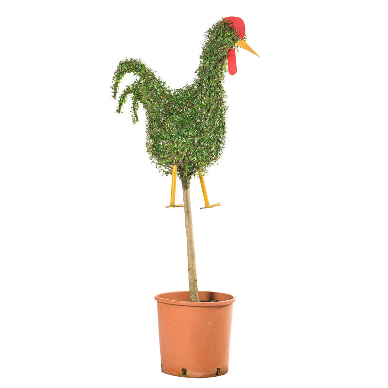 Ligustrum Jonandrum - Galletto/Alb. - Arte Topiaria