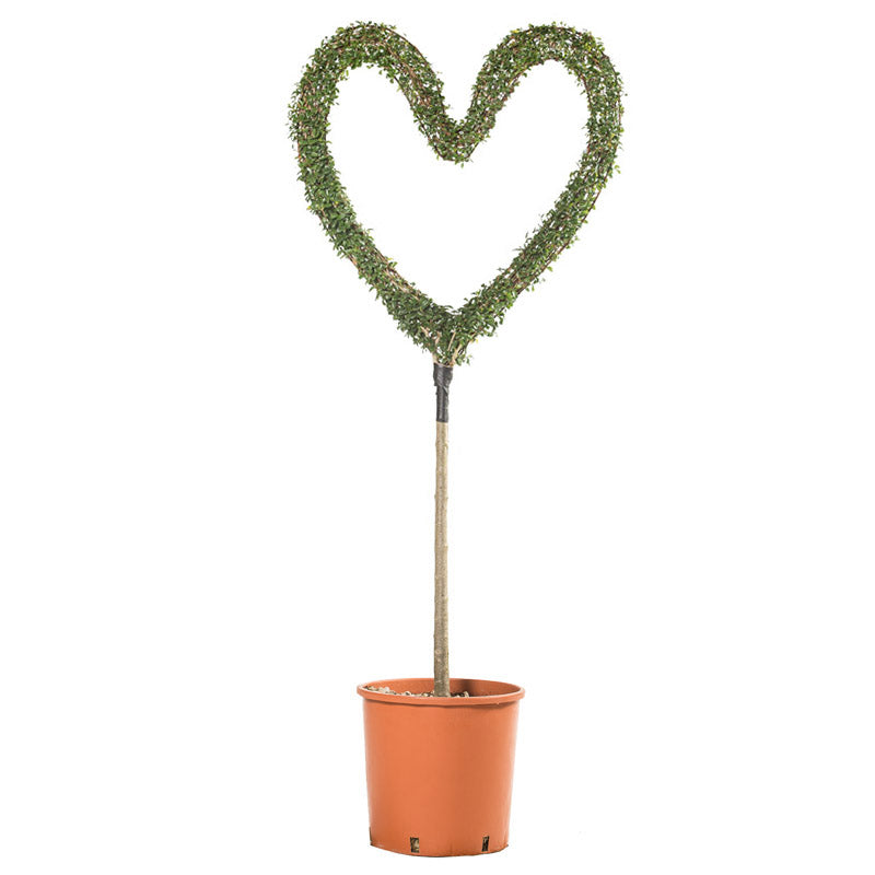 Ligustrum Jonandrum - Cuore Vuoto/Alb. - Arte Topiaria