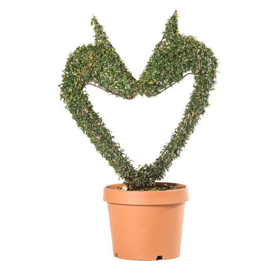 Ligustrum Jonandrum - Cuore di Cavallo - Arte Topiaria