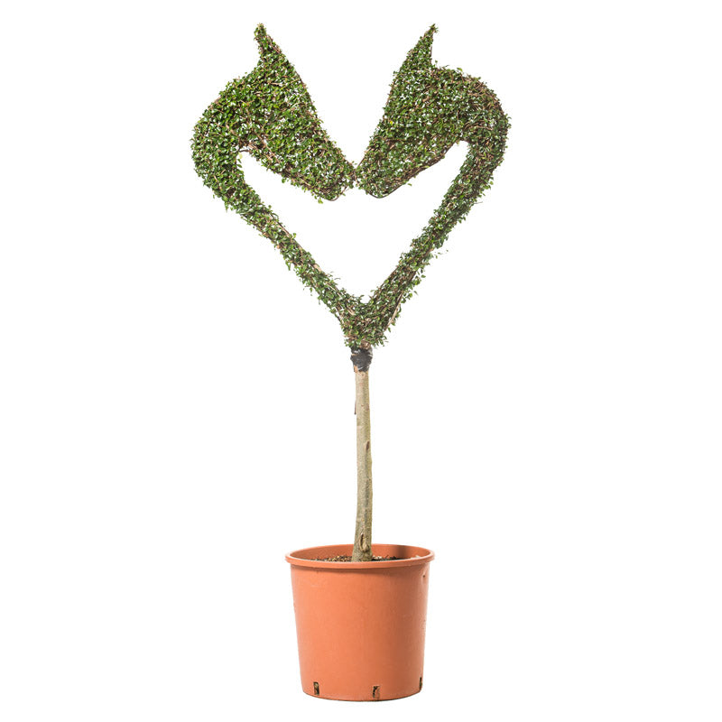 Ligustrum Jonandrum - Cuore di Cavallo (Albero) - Arte Topiaria