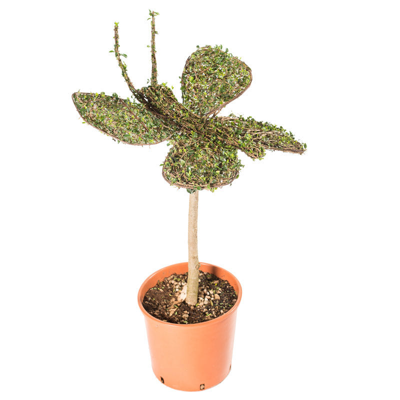 Ligustrum Jonandrum - Farfalla/Alb. - Arte Topiaria