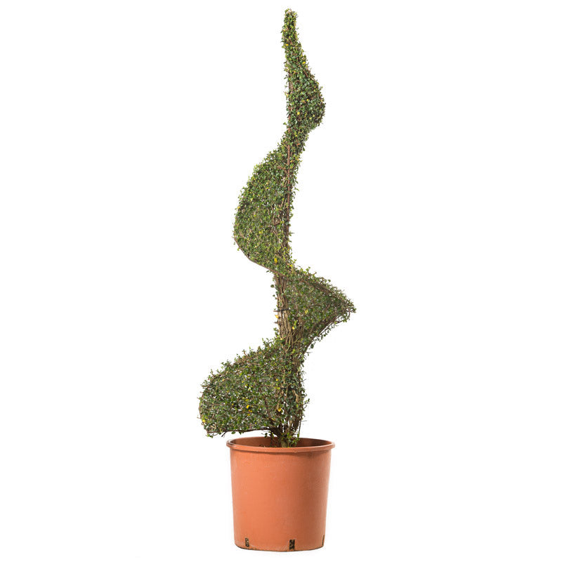 Ligustrum Jonandrum - Spirale/120cm - Arte Topiaria