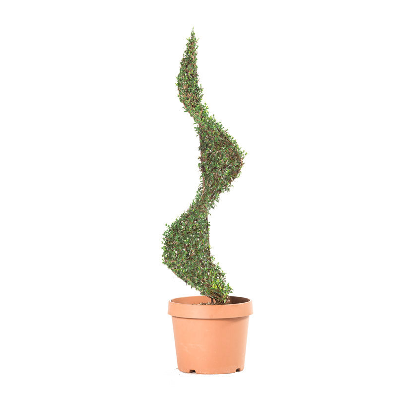 Ligustrum Jonandrum - Spirale/80cm - Arte Topiaria