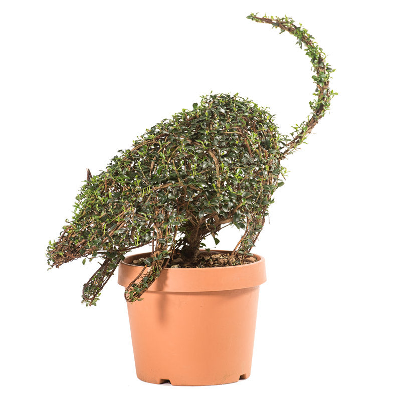 Ligustrum Jonandrum - Topolino - Arte Topiaria