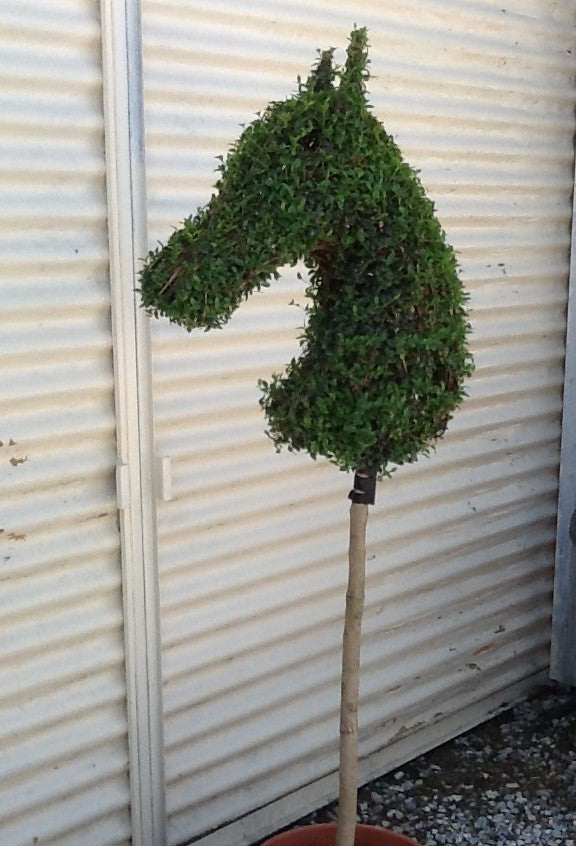 LIGUSTRUM JONANDRUM - Testa di Cavallo alberetto