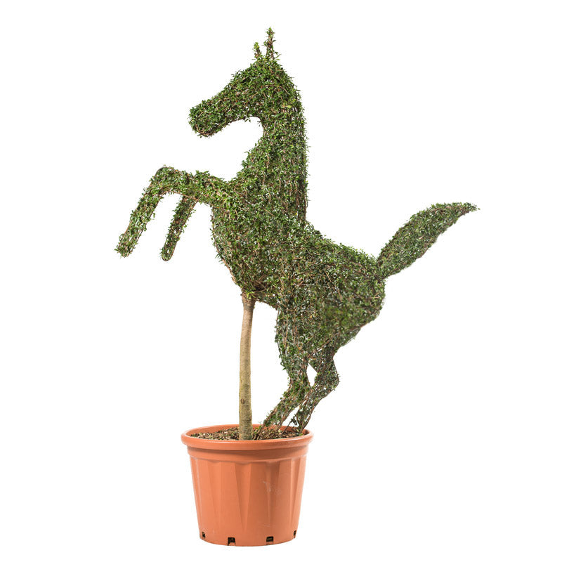 Ligustrum Jonandrum - Cavallo Rampante - Arte Topiaria