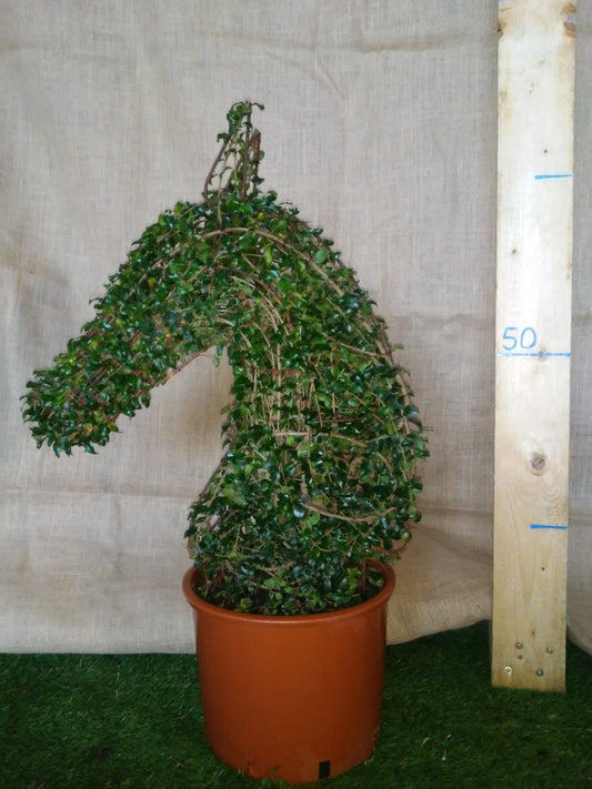 Ligustrum Jonandrum - Testa di Cavallo - Arte Topiaria