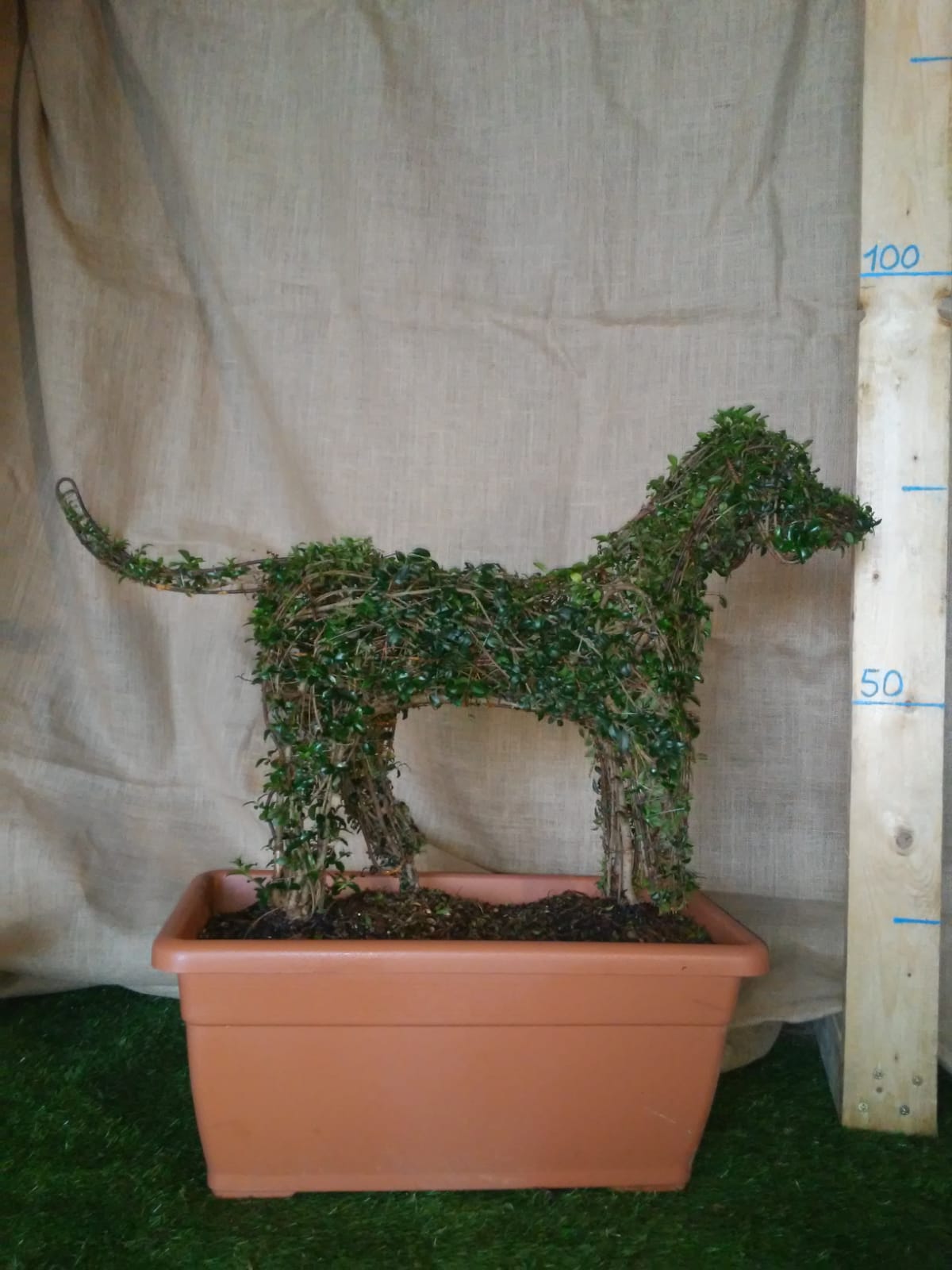 Ligustrum Jonandrum - Cagnolino - Arte Topiaria