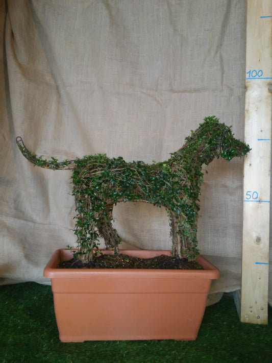 Ligustrum Jonandrum - Cagnolino - Arte Topiaria