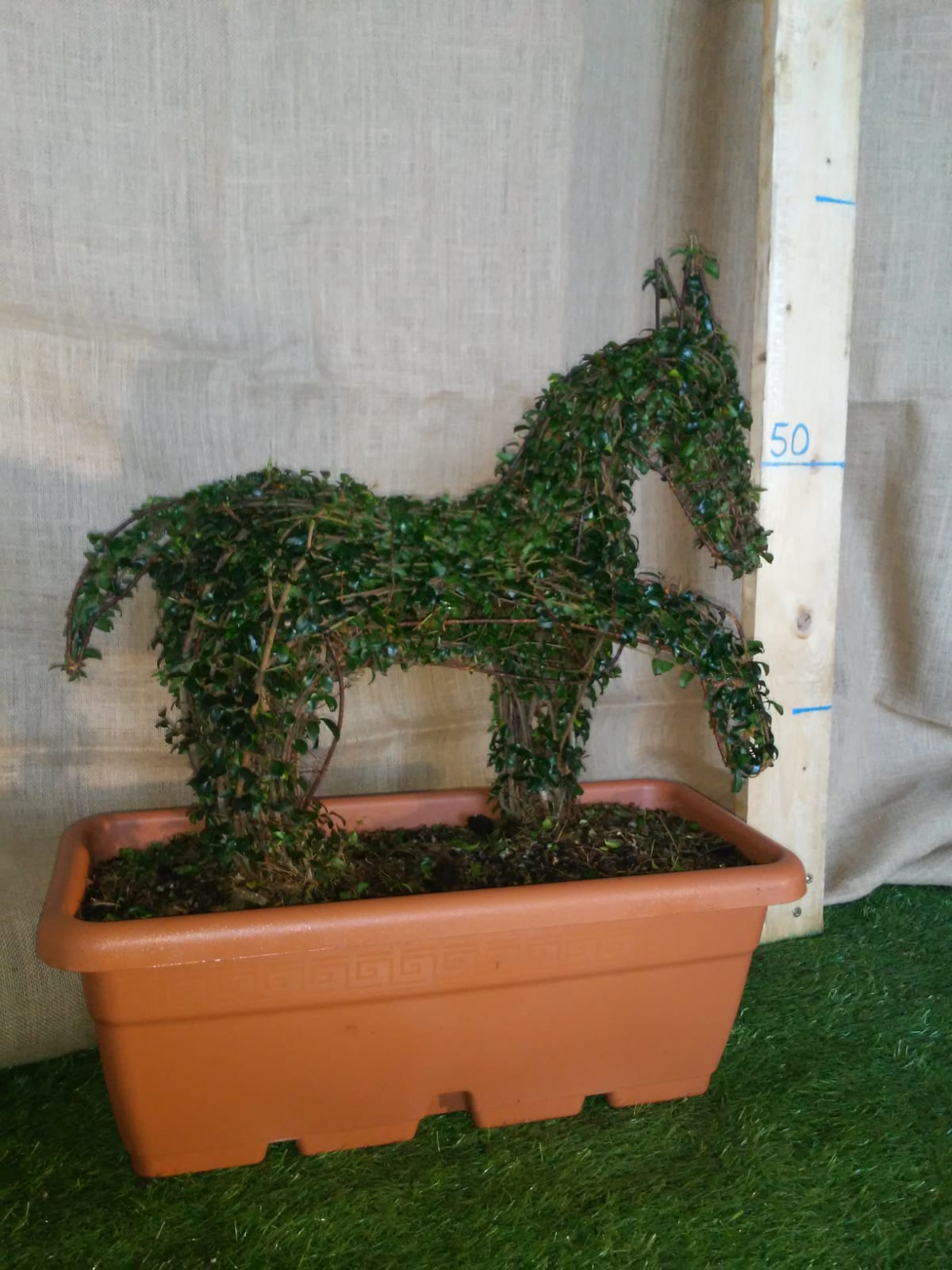 Ligustrum Jonandrum - Mini cavallino al passo - Arte Topiaria