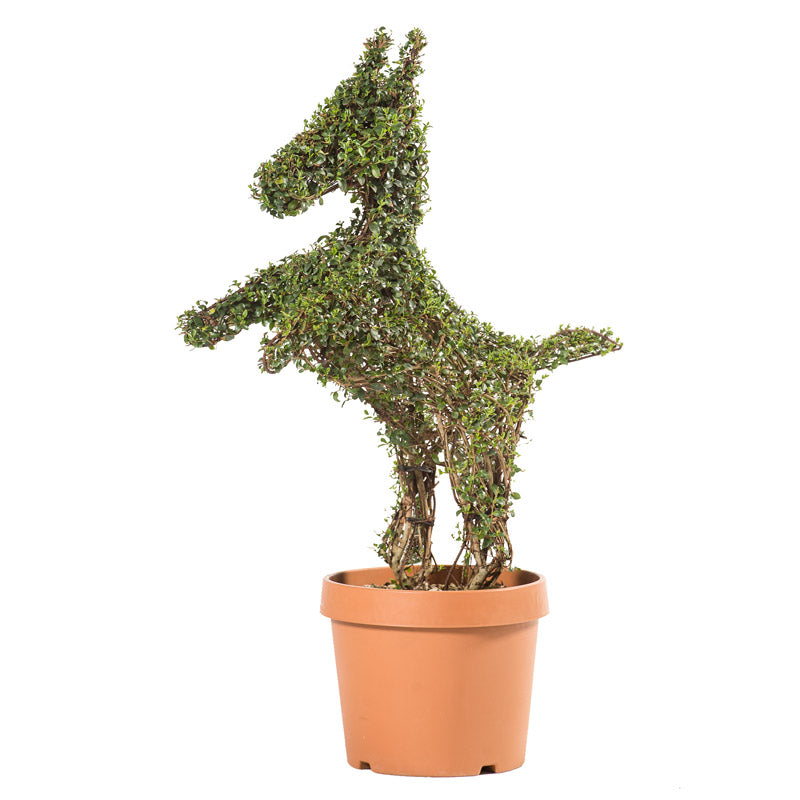 Ligustrum Jonandrum - Mini Cavallino Rampante - Arte Topiaria