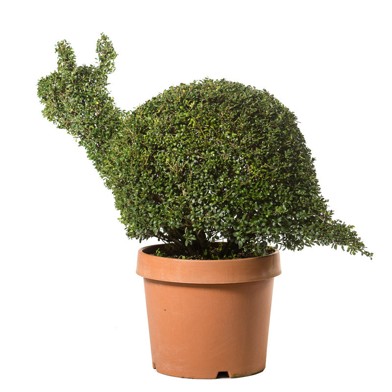 Ilex Crenata - Lumaca - Arte Topiaria