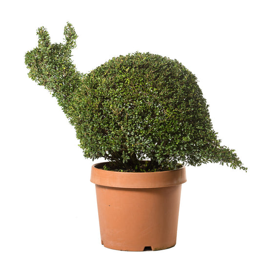 Ilex Crenata - Lumaca - Arte Topiaria