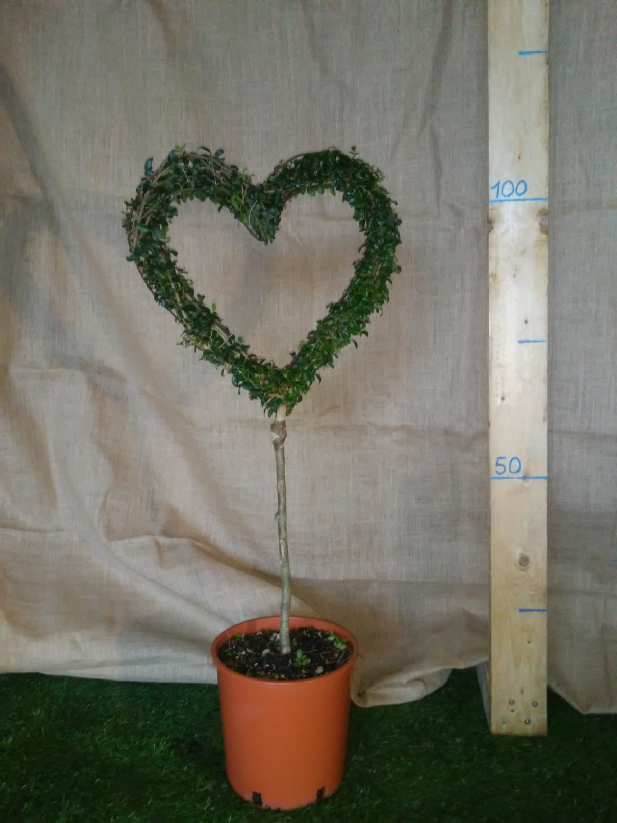 Ligustrum Jonandrum - Cuore Vuoto (mini alberello) - Arte Topiaria