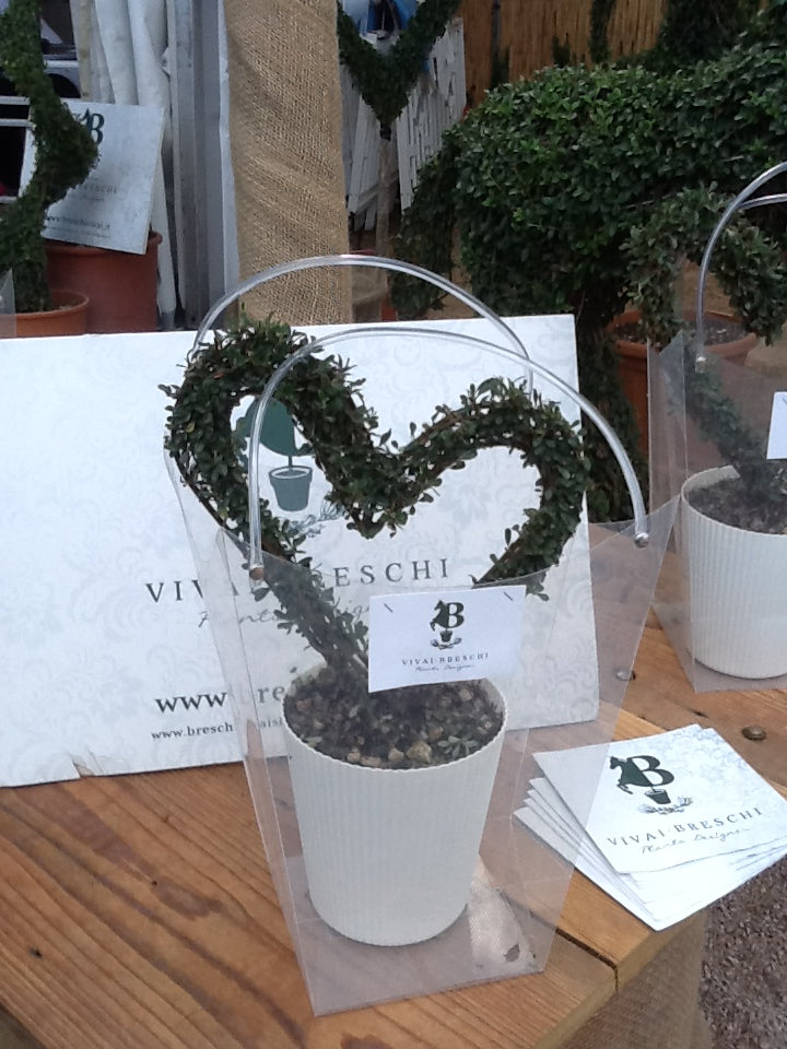 Cotoneaster Microphyllus - Mini Cuore - Arte Topiaria