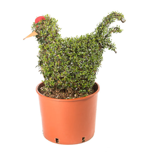 Ligustrum Jonandrum - Gallina - Arte Topiaria