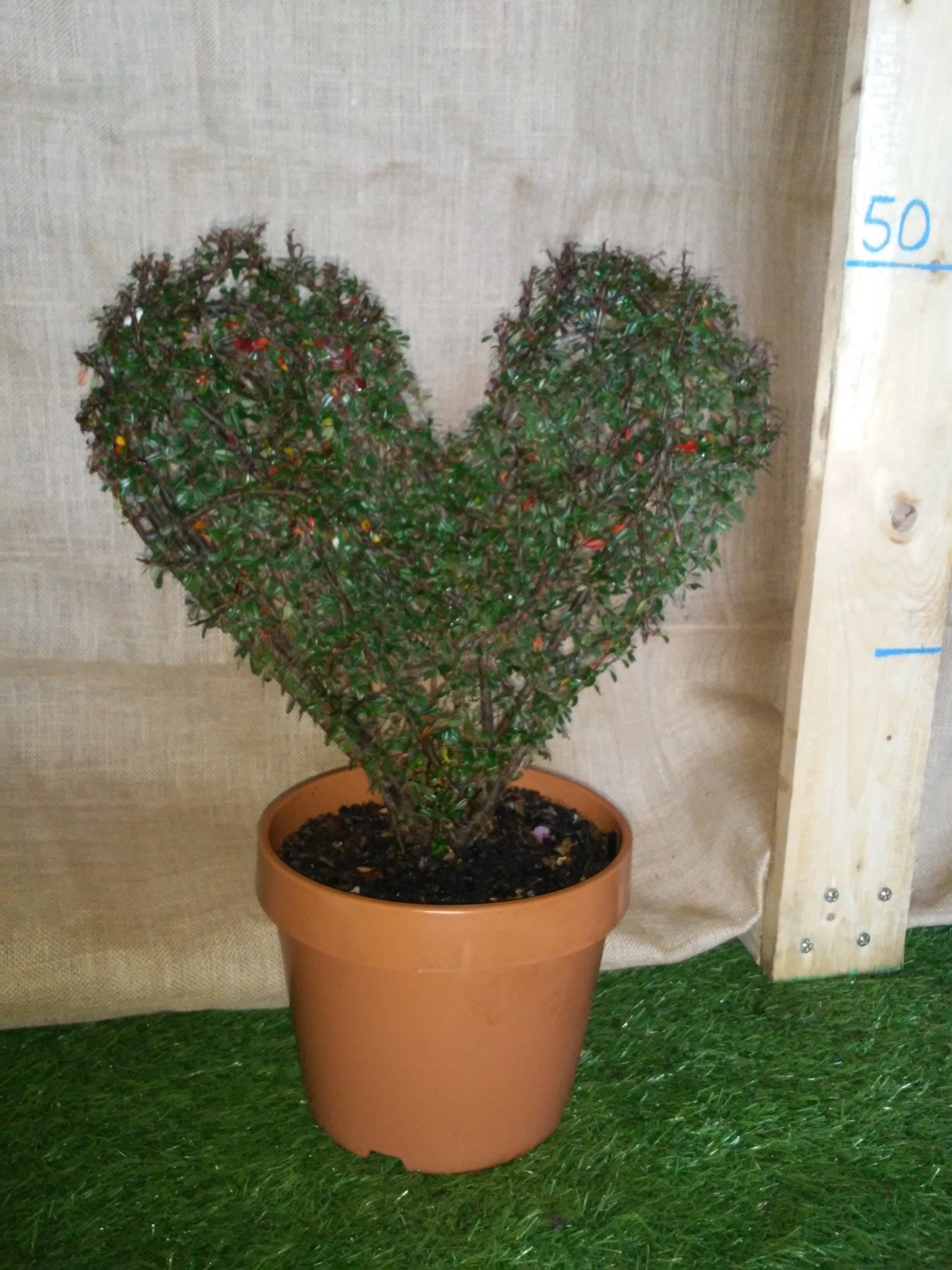 Cotoneaster Microphyllus - Cuore Full Smart - Arte Topiaria