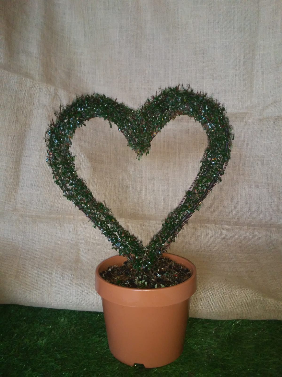 Cotoneaster Microphyllus - Cuore Vuoto - Arte Topiaria