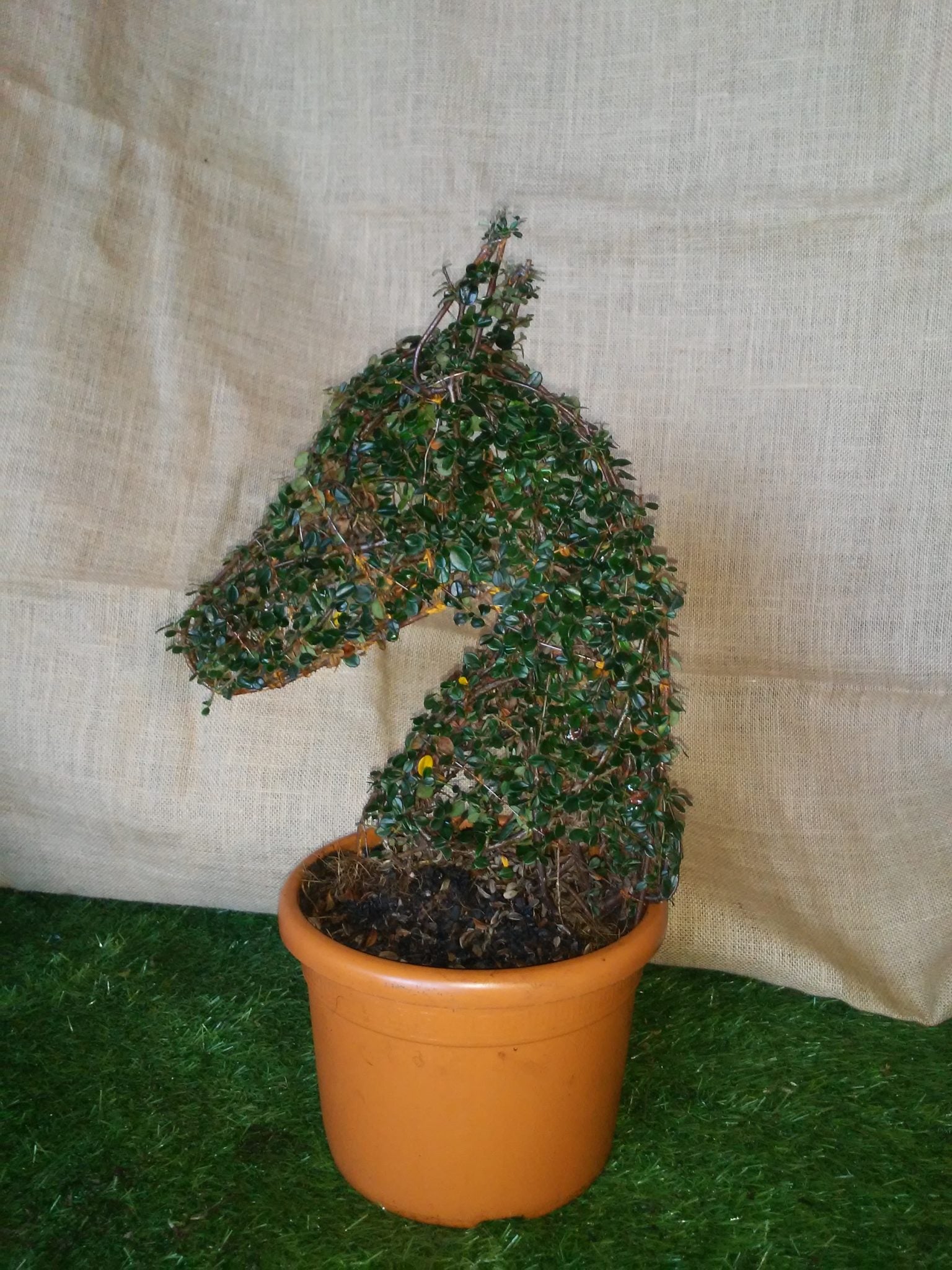 Cotoneaster Microphyllus - Mini Testa di Cavallo - Arte Topiaria