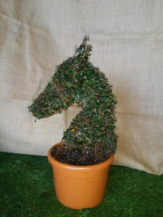 Cotoneaster Microphyllus - Mini Testa di Cavallo - Arte Topiaria