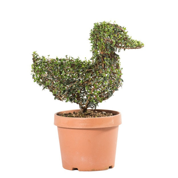 Ligustrum Jonandrum - Papera - Arte Topiaria