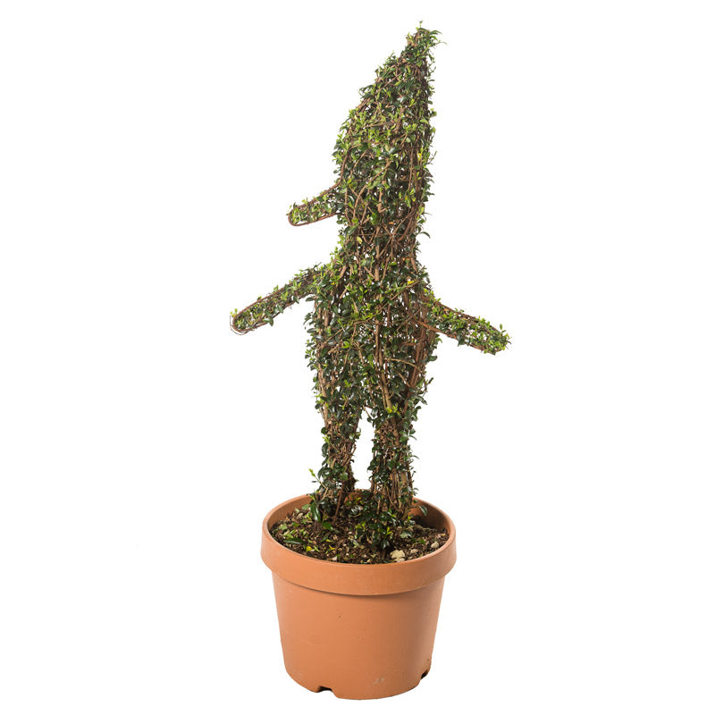 Ligustrum Jonandrum - Pinocchio - Arte Topiaria