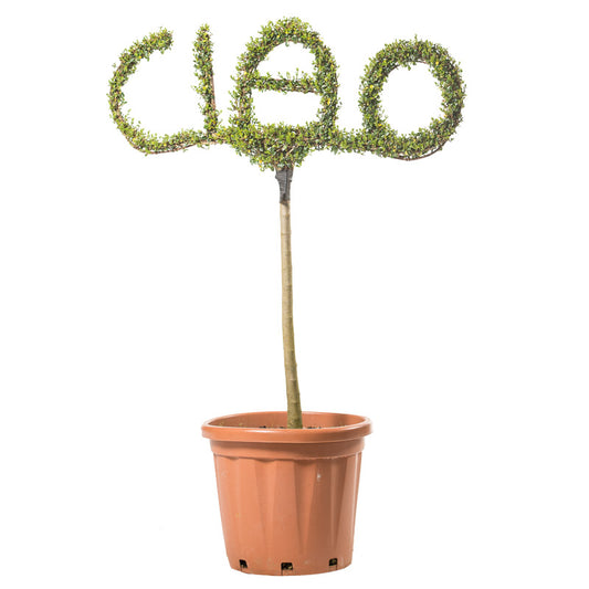 Ligustrum Jonandrum - Ciao - Arte Topiaria