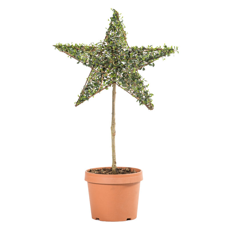 Ligustrum Jonandrum - Stella - Arte Topiaria