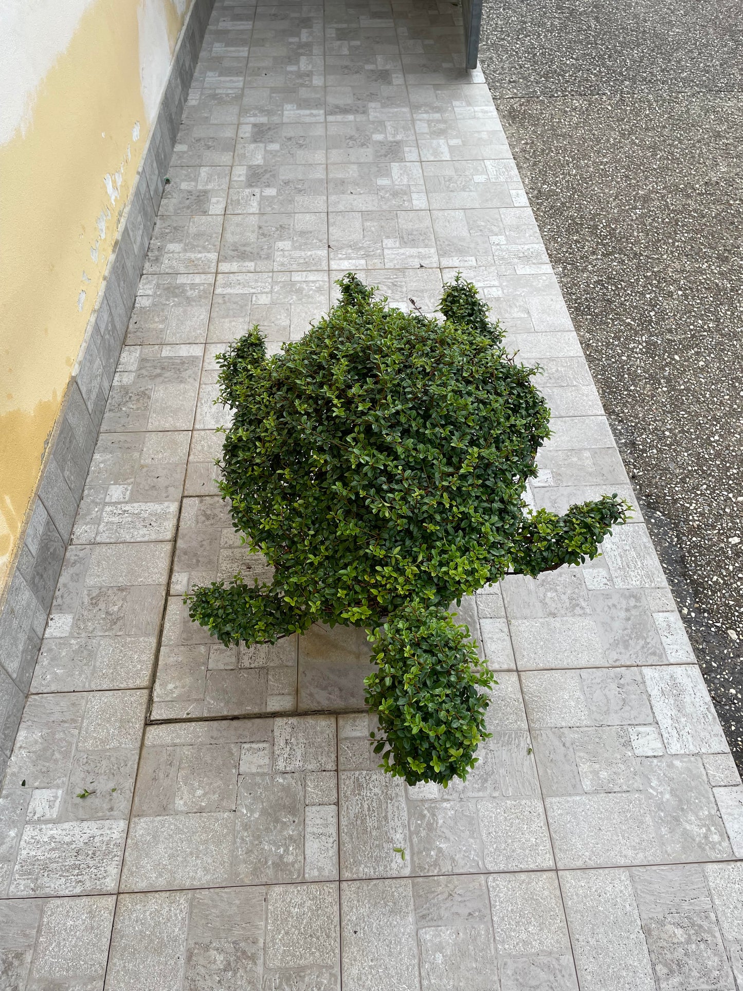 Tartaruga ligustrum