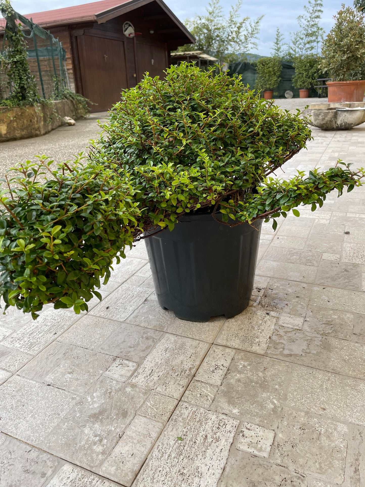Tartaruga ligustrum