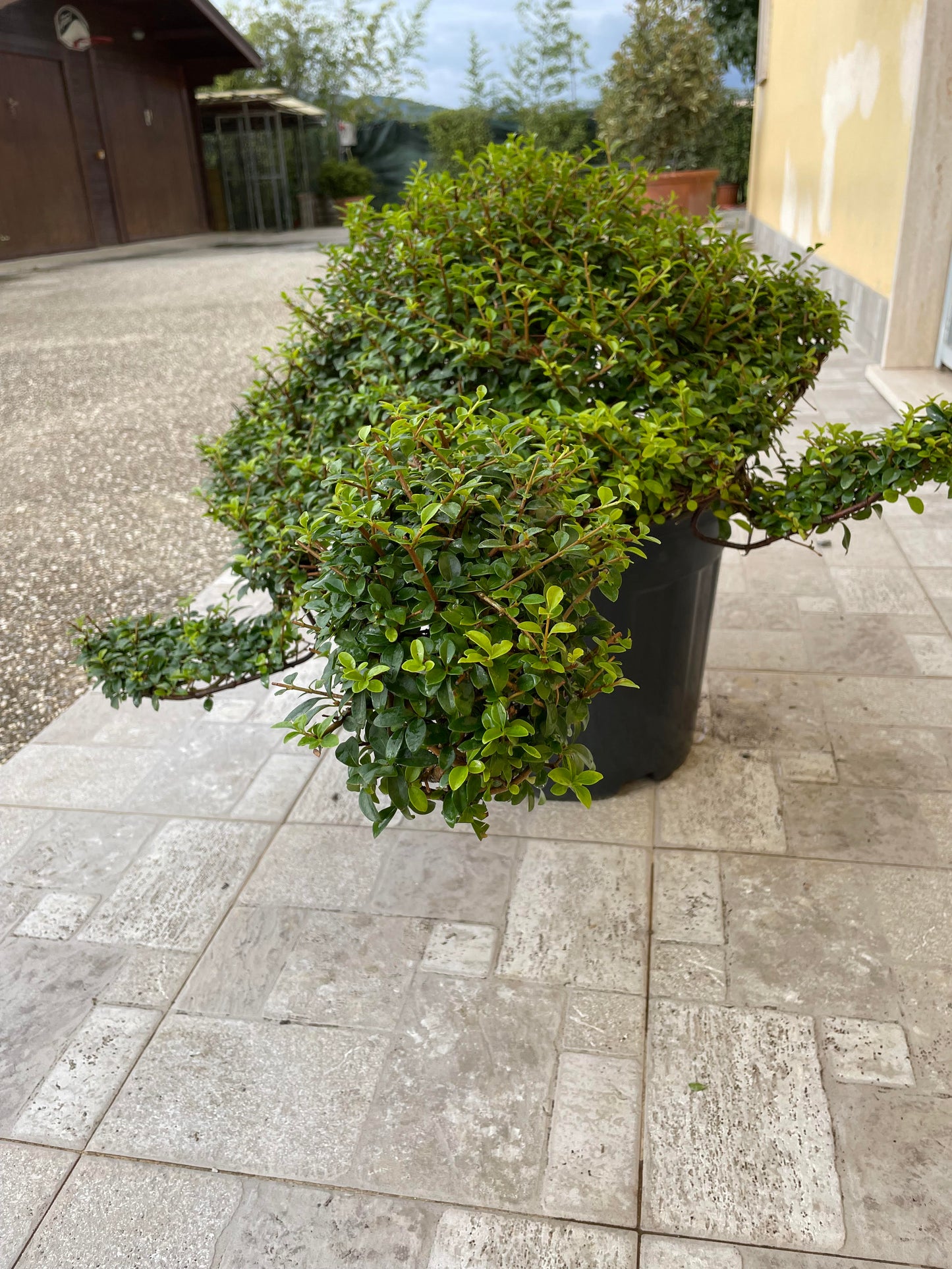 Tartaruga ligustrum