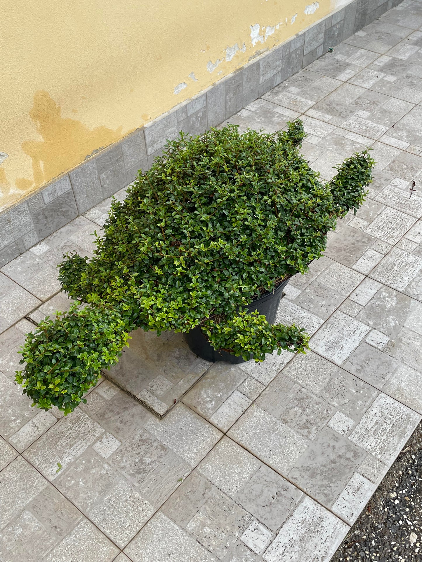 Tartaruga ligustrum