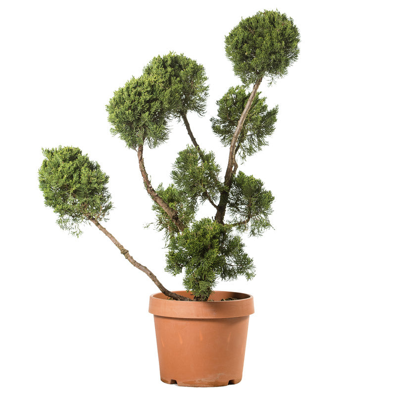 Juniperus Chinensis Torulosa - Ginepro Pon Pon - Arte Topiaria