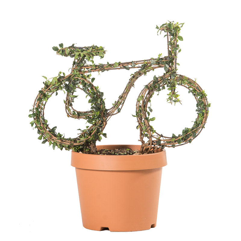 Ligustrum Jonandrum - Mini Bici - Arte Topiaria
